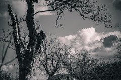 SVADBA_ESKUVO_WEDDING044