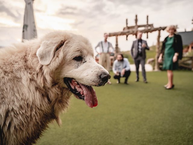 V popredí na zelenej tráve stojí veľký huňatý biely pes s otvorenou papuľou. V rozostrenom pozadí sú zhromaždení štyria ľudia, dvaja stoja, jeden čupí a jeden stojí ďalej vzadu pri drevených konštrukciách.