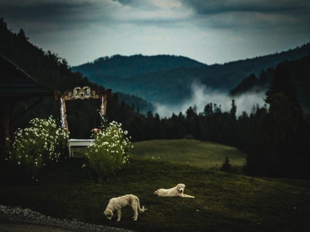 Dva biele psy odpočívajú na trávnatom kopci v blízkosti bielych kvetov, vľavo je drevená stavba. Medzi zalesnenými tmavomodrými horami v pozadí stúpa hmla pod zamračenou oblohou.